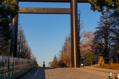 Japonya 'da kiraz çiçekleri, Tokyo