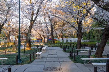 Japonya 'da kiraz çiçekleri, Tokyo