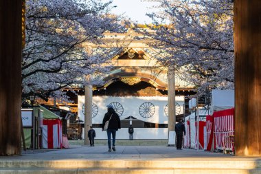 Japonya 'da kiraz çiçekleri, Tokyo
