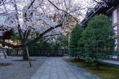 Japonya 'da kiraz çiçekleri, Tokyo