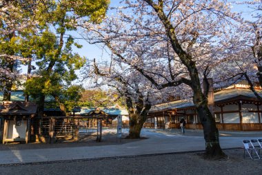 Japonya 'da kiraz çiçekleri, Tokyo