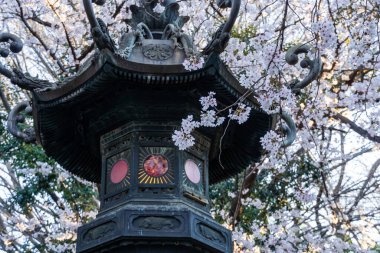 Japonya 'da kiraz çiçekleri, Tokyo