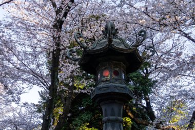 Japonya 'da kiraz çiçekleri, Tokyo