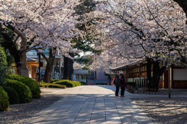 Japonya 'da kiraz çiçekleri, Tokyo