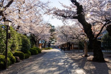 Japonya 'da kiraz çiçekleri, Tokyo