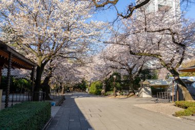 Japonya 'da kiraz çiçekleri, Tokyo