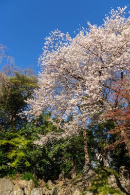 Japonya 'da kiraz çiçekleri, Tokyo