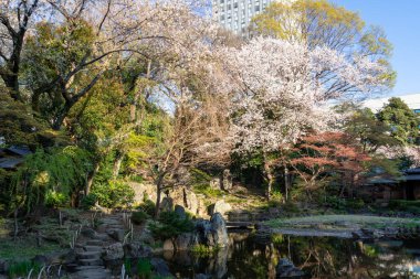 Japonya 'da kiraz çiçekleri, Tokyo