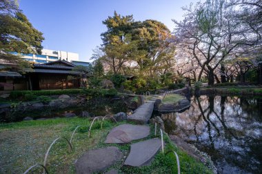 Japonya 'da kiraz çiçekleri, Tokyo