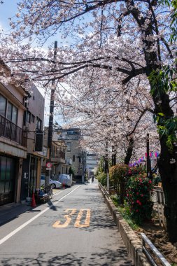 Japonya 'da kiraz çiçekleri, Tokyo
