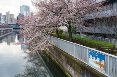 Japonya 'da kiraz çiçekleri, Tokyo