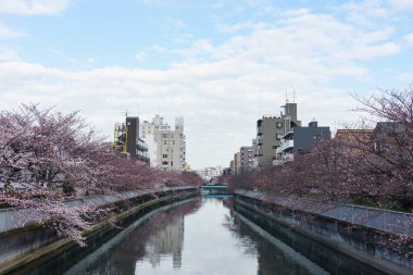Japonya 'da kiraz çiçekleri, Tokyo