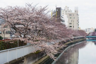 Japonya 'da kiraz çiçekleri, Tokyo