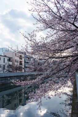 Japonya 'da kiraz çiçekleri, Tokyo