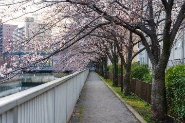 Japonya 'da kiraz çiçekleri, Tokyo