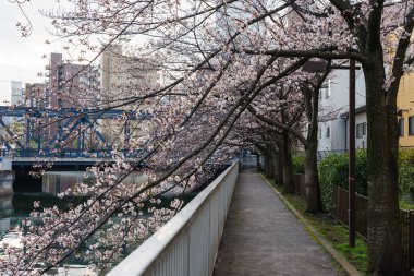 Japonya 'da kiraz çiçekleri, Tokyo