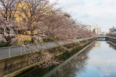 Japonya 'da kiraz çiçekleri, Tokyo