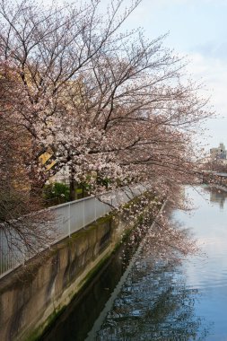 Japonya 'da kiraz çiçekleri, Tokyo