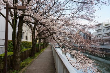 Japonya 'da kiraz çiçekleri, Tokyo