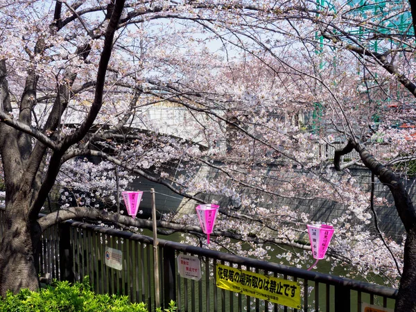 Třešňové Květy Japonsku Tokio — Stock fotografie