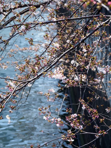 Flores Cerezo Japón Tokio — Foto de Stock