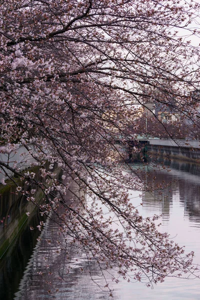 东京的樱花 — 图库照片
