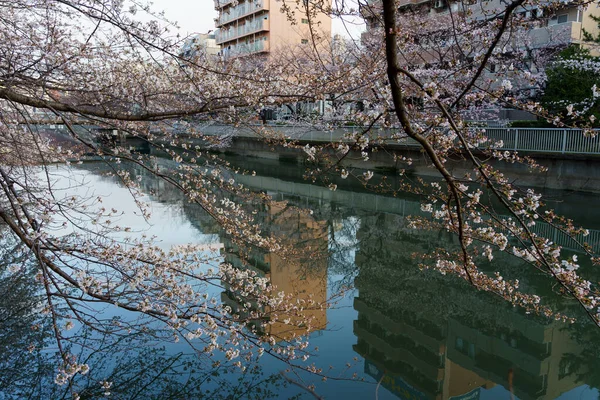 Kwiat Wiśni Japonii Tokio — Zdjęcie stockowe