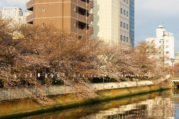 Kwiat Wiśni Japonii Tokio — Zdjęcie stockowe