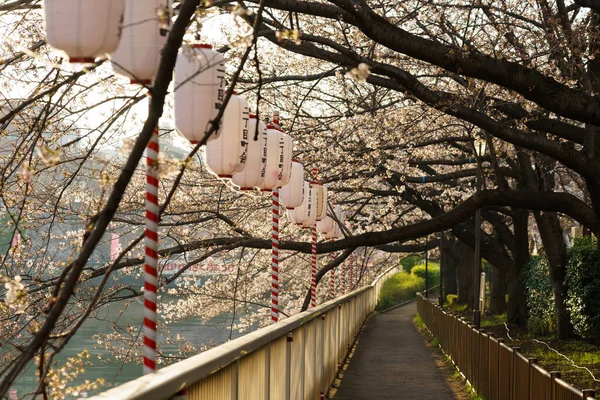 東京の桜 — ストック写真