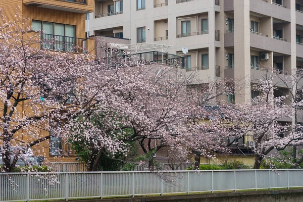 Kersenbloesems Japan Tokio — Stockfoto