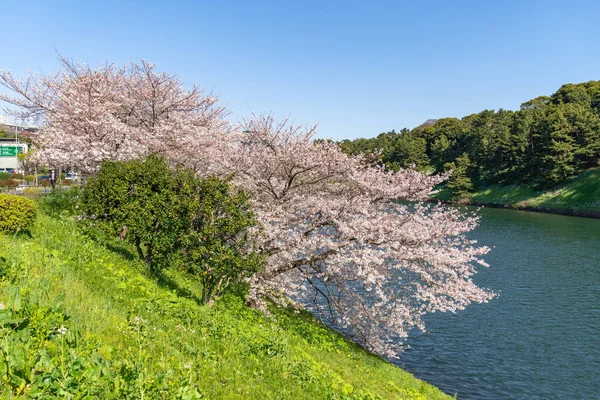 東京の桜 — ストック写真