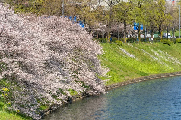 Japonya 'da kiraz çiçekleri, Tokyo