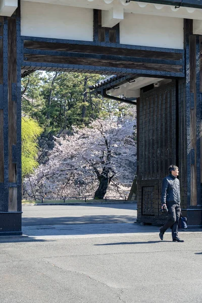 東京の桜 — ストック写真