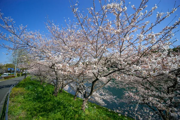 東京の桜 — ストック写真