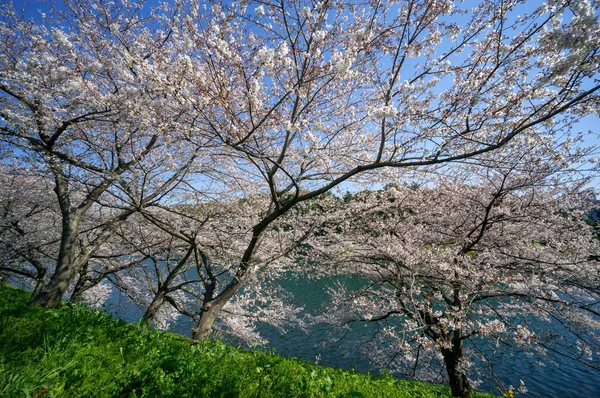 Japonya Kiraz Çiçekleri Tokyo — Stok fotoğraf