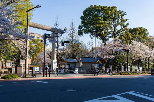 Kersenbloesems Japan Tokio — Stockfoto