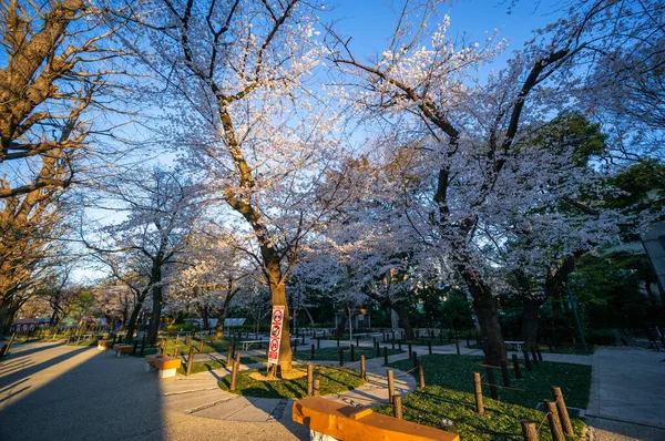 Kirschblüten Japan Tokio — Stockfoto