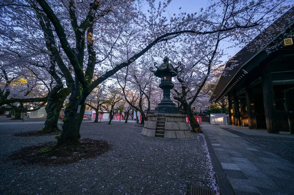 東京の桜 — ストック写真