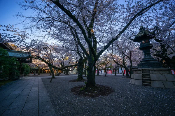 東京の桜 — ストック写真