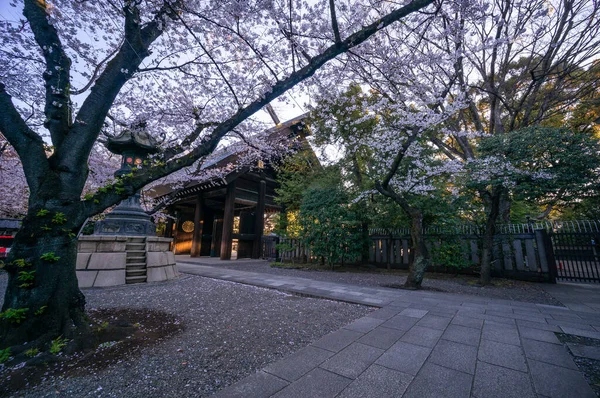 東京の桜 — ストック写真
