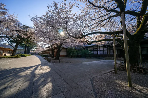 Flores Cerezo Japón Tokio —  Fotos de Stock
