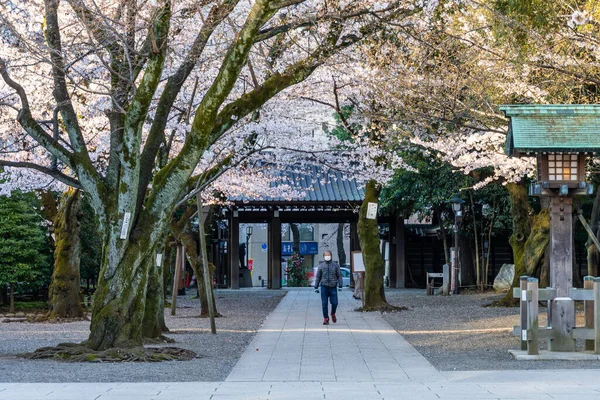 東京の桜 — ストック写真