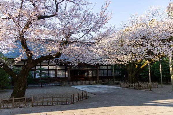 東京の桜 — ストック写真