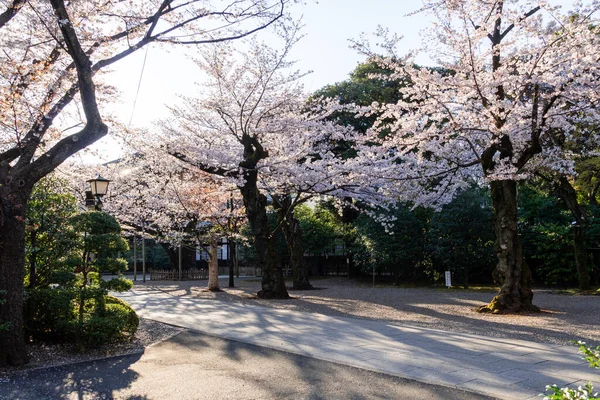 東京の桜 — ストック写真