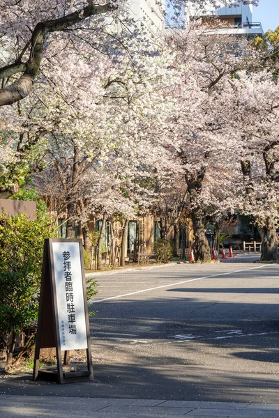 Flores Cerezo Japón Tokio —  Fotos de Stock