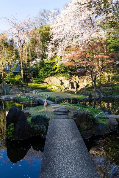 東京の桜 — ストック写真