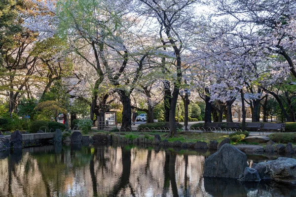 東京の桜 — ストック写真