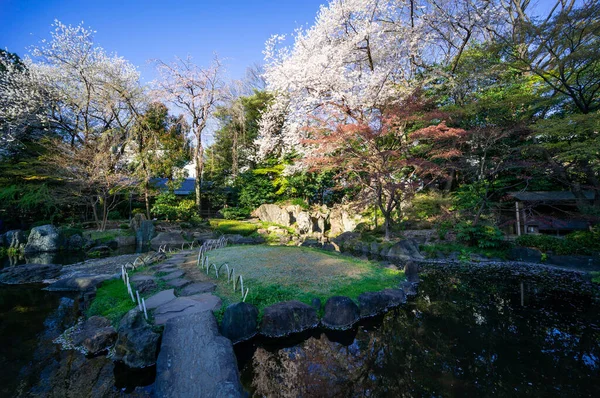 Flores Cerezo Japón Tokio — Foto de Stock