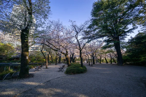 東京の桜 — ストック写真