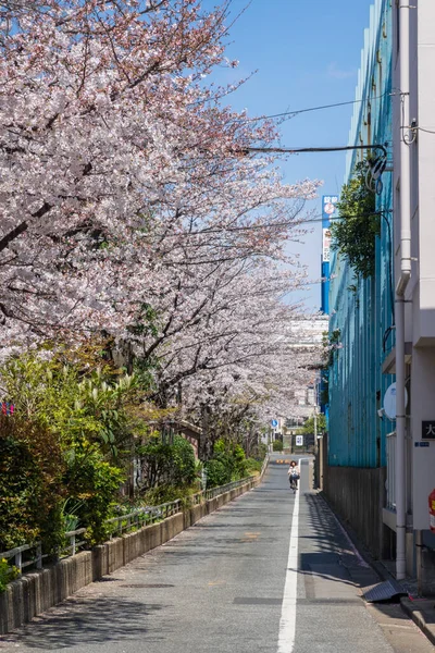 Ανθισμένες Κερασιές Στην Ιαπωνία Τόκιο — Φωτογραφία Αρχείου